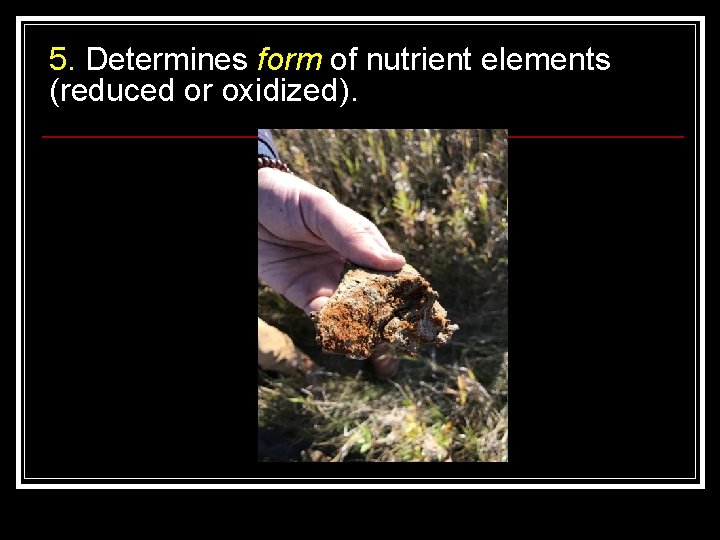 5. Determines form of nutrient elements (reduced or oxidized). 