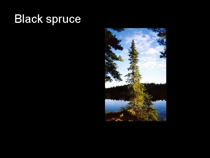 Black spruce 