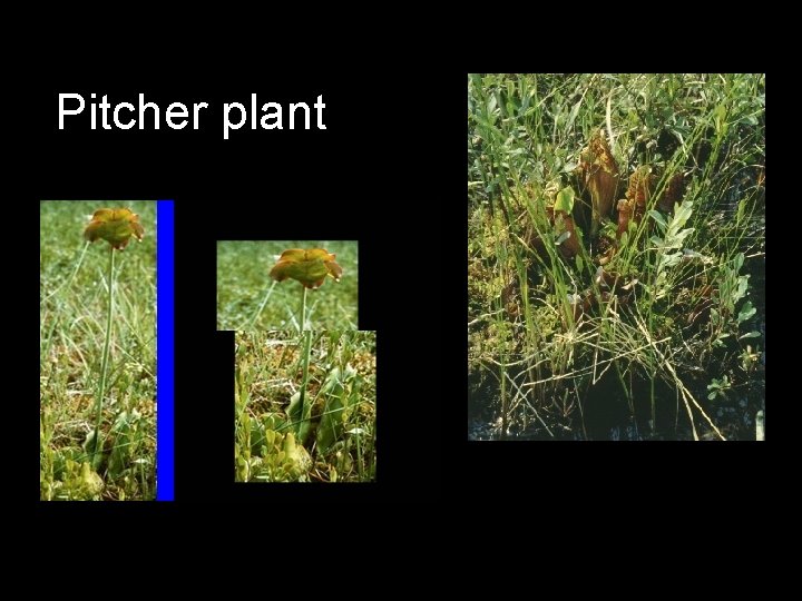 Pitcher plant 