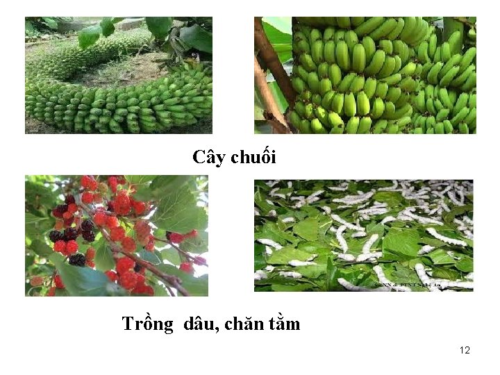 Cây chuối Trồng dâu, chăn tằm 12 