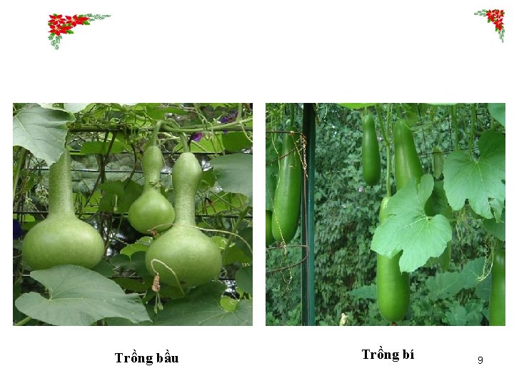 Trồng bầu Trồng bí 9 