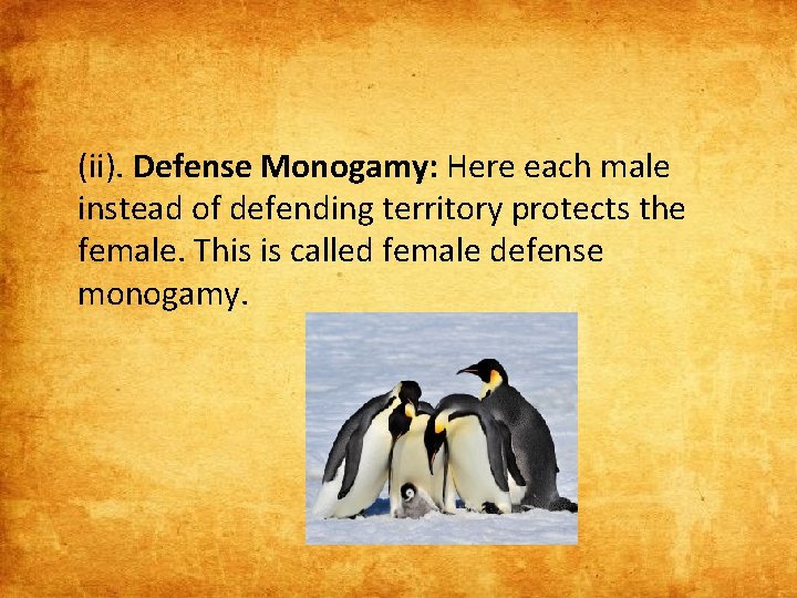 (ii). Defense Monogamy: Here each male instead of defending territory protects the female. This