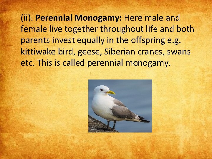 (ii). Perennial Monogamy: Here male and female live together throughout life and both parents