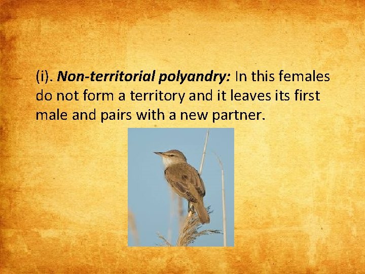 (i). Non-territorial polyandry: In this females do not form a territory and it leaves