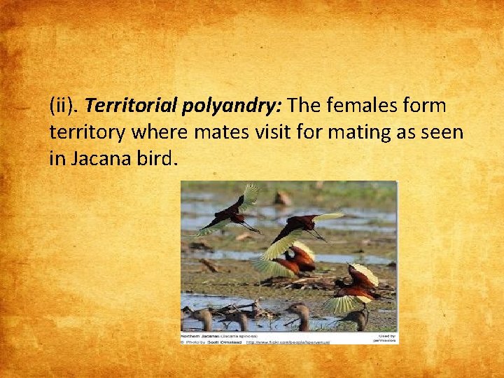 (ii). Territorial polyandry: The females form territory where mates visit for mating as seen