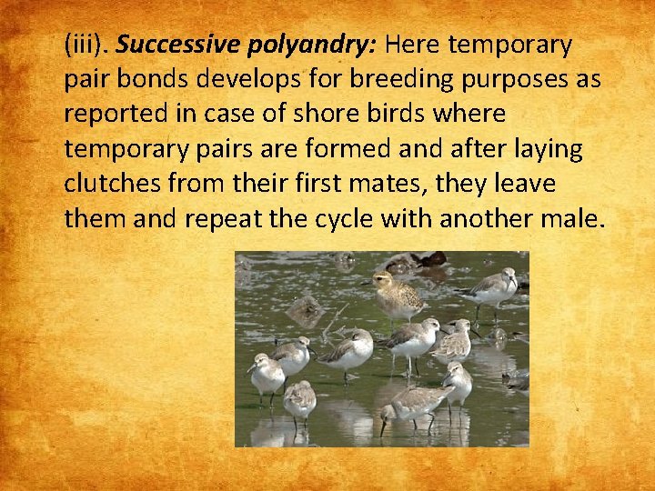 (iii). Successive polyandry: Here temporary pair bonds develops for breeding purposes as reported in