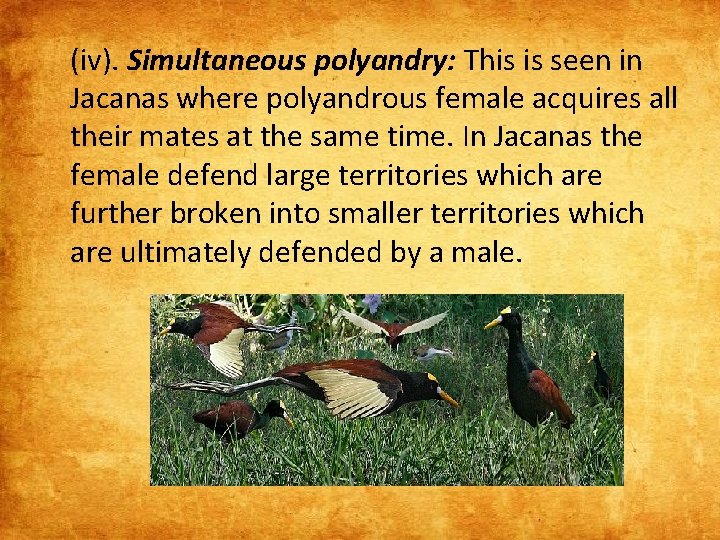 (iv). Simultaneous polyandry: This is seen in Jacanas where polyandrous female acquires all their