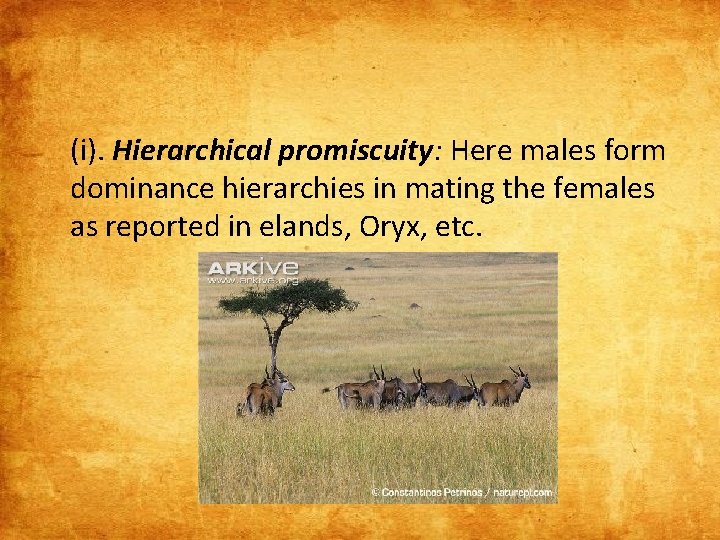 (i). Hierarchical promiscuity: Here males form dominance hierarchies in mating the females as reported