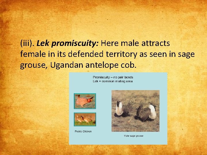 (iii). Lek promiscuity: Here male attracts female in its defended territory as seen in