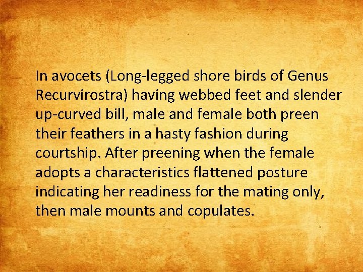 In avocets (Long-legged shore birds of Genus Recurvirostra) having webbed feet and slender up-curved