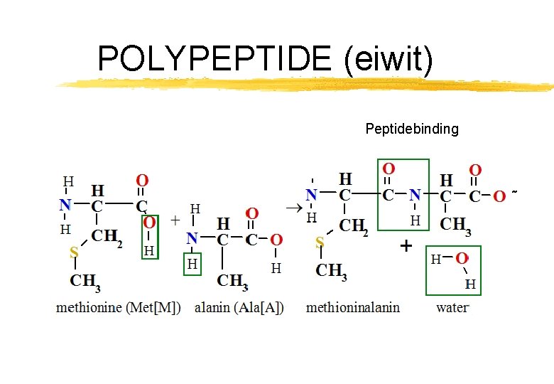 POLYPEPTIDE (eiwit) Peptidebinding ˜ POLYPEPTIDE (eiwit) Peptidebinding ˜