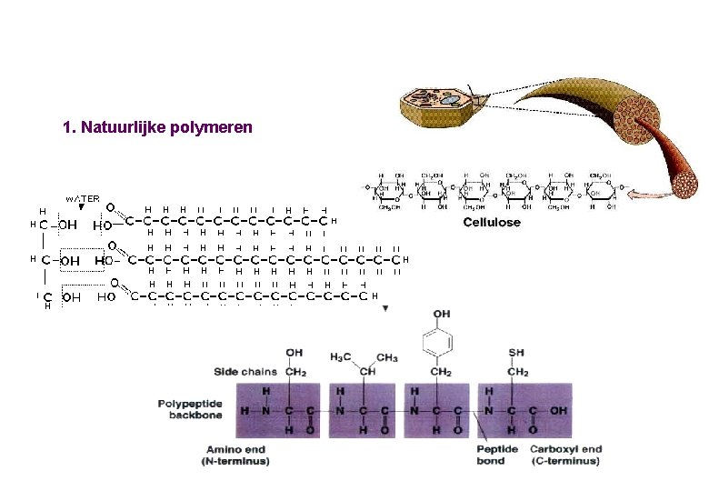 1. Natuurlijke polymeren 1. Natuurlijke polymeren