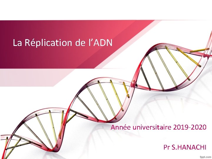 La Réplication de l’ADN Année universitaire 2019 -2020 Pr S. HANACHI 