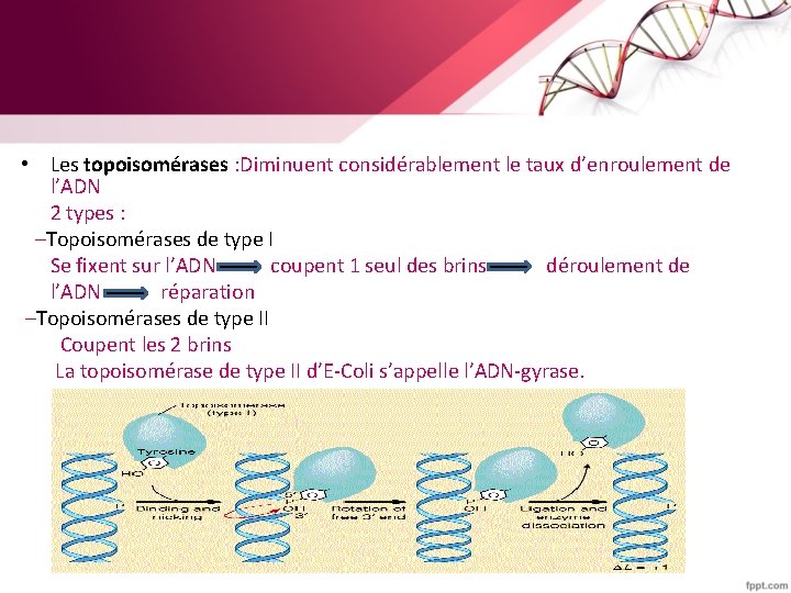  • Les topoisomérases : Diminuent considérablement le taux d’enroulement de l’ADN 2 types