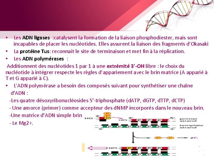 Les ADN ligases : catalysent la formation de la liaison phosphodiester, mais sont incapables