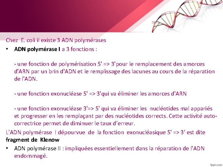 Chez E. coli il existe 3 ADN polymérases • ADN polymérase I a 3