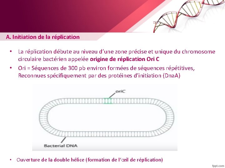 A. Initiation de la réplication • La réplication débute au niveau d’une zone précise