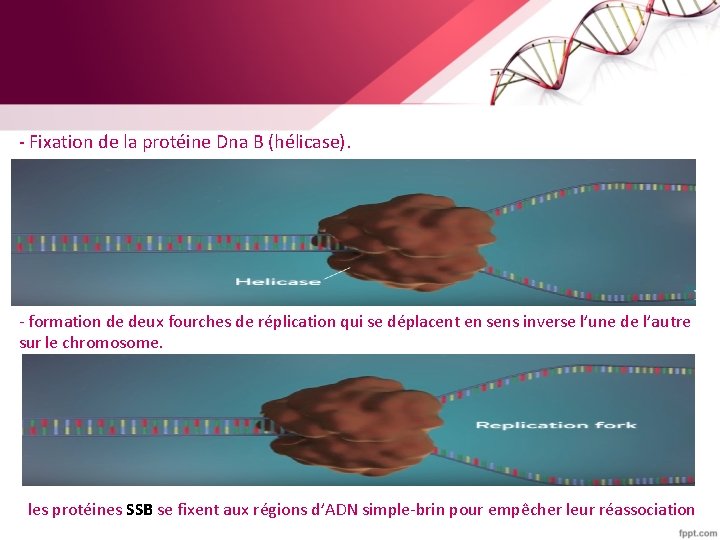 - Fixation de la protéine Dna B (hélicase). - formation de deux fourches de