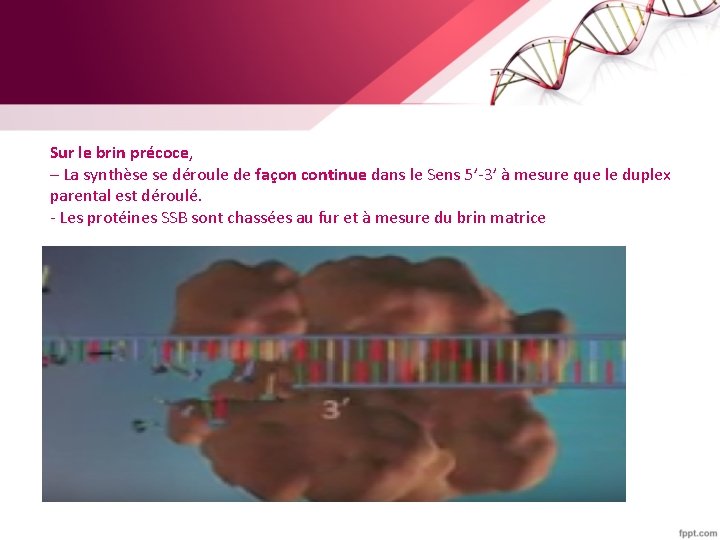 Sur le brin précoce, – La synthèse se déroule de façon continue dans le