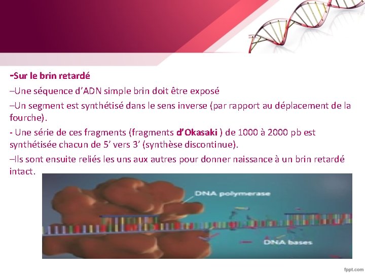 -Sur le brin retardé –Une séquence d’ADN simple brin doit être exposé –Un segment