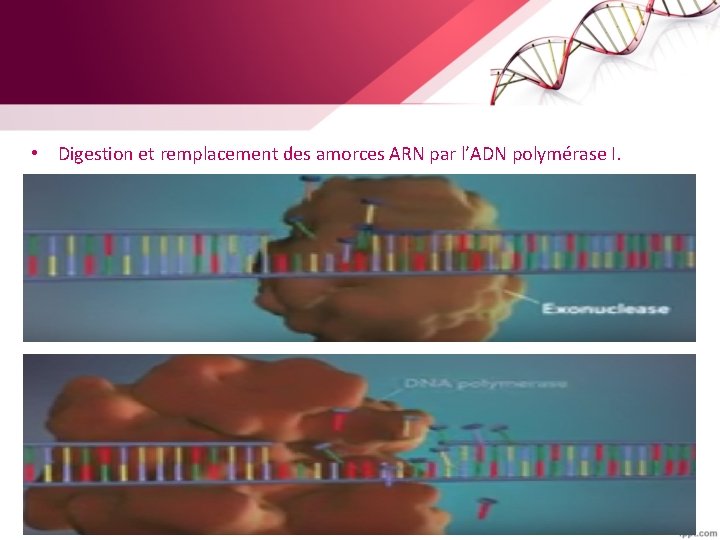  • Digestion et remplacement des amorces ARN par l’ADN polymérase I. 