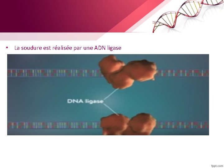  • La soudure est réalisée par une ADN ligase 