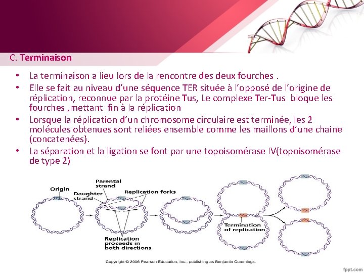 C. Terminaison • La terminaison a lieu lors de la rencontre des deux fourches.