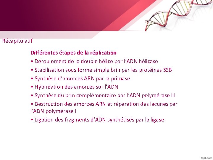 Récapitulatif Différentes étapes de la réplication • Déroulement de la double hélice par l’ADN