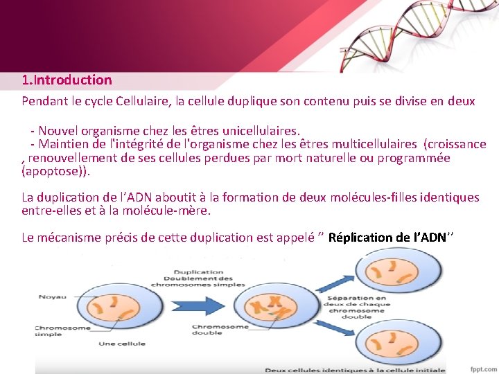 1. Introduction Pendant le cycle Cellulaire, la cellule duplique son contenu puis se divise