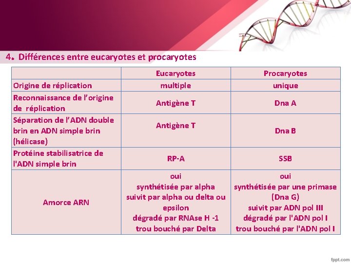 . 4 Différences entre eucaryotes et procaryotes Origine de réplication Reconnaissance de l’origine de
