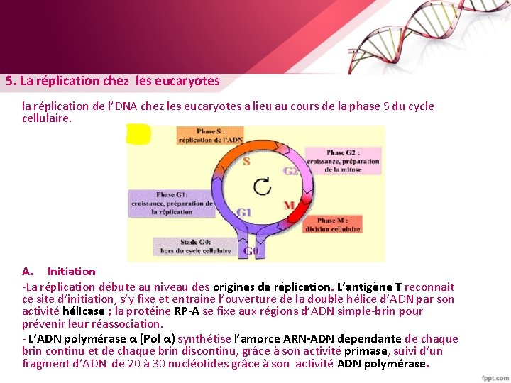 5. La réplication chez les eucaryotes la réplication de l’DNA chez les eucaryotes a