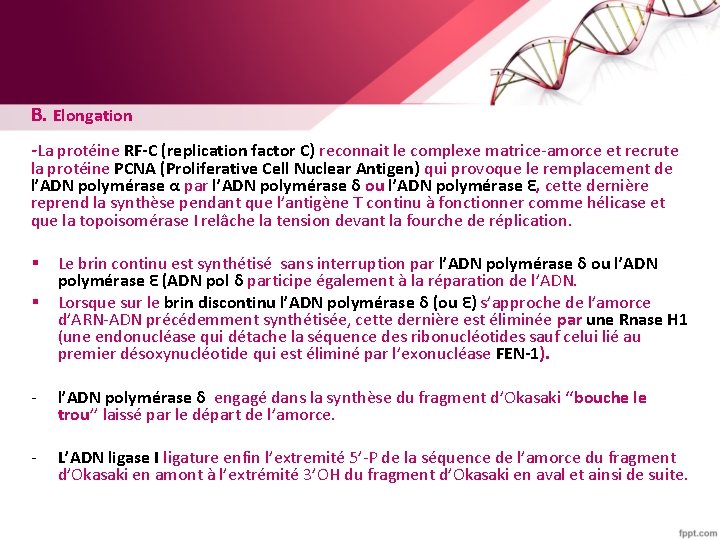 B. Elongation -La protéine RF-C (replication factor C) reconnait le complexe matrice-amorce et recrute