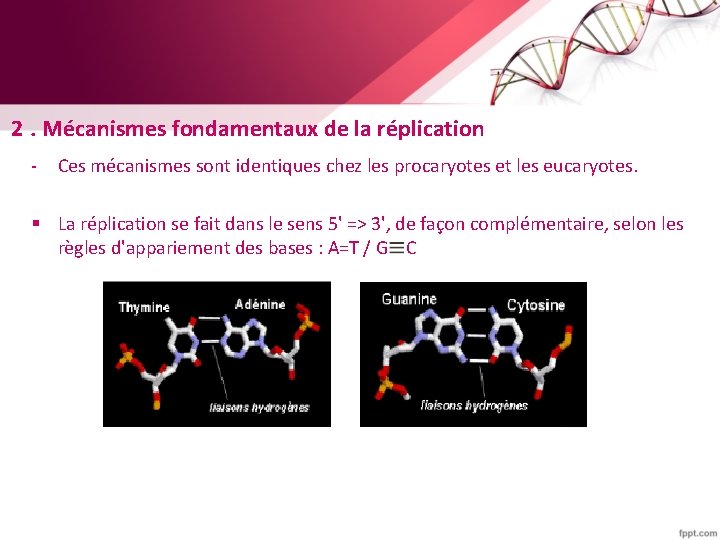 2. Mécanismes fondamentaux de la réplication - Ces mécanismes sont identiques chez les procaryotes