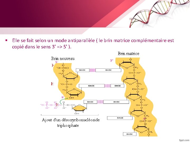 § Elle se fait selon un mode antiparallèle ( le brin matrice complémentaire est