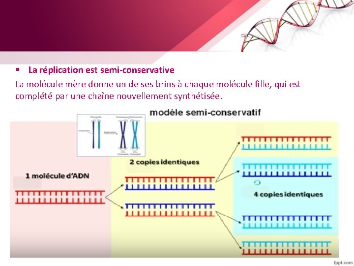 § La réplication est semi-conservative La molécule mère donne un de ses brins à