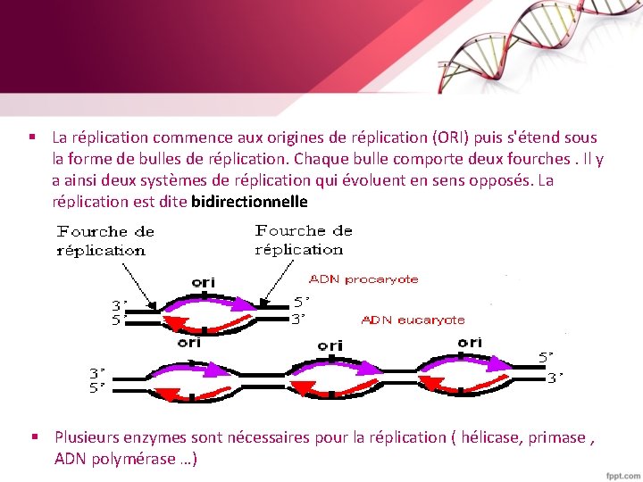 § La réplication commence aux origines de réplication (ORI) puis s'étend sous la forme