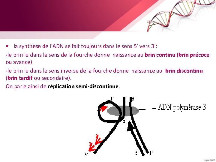 § la synthèse de l’ADN se fait toujours dans le sens 5’ vers 3’: