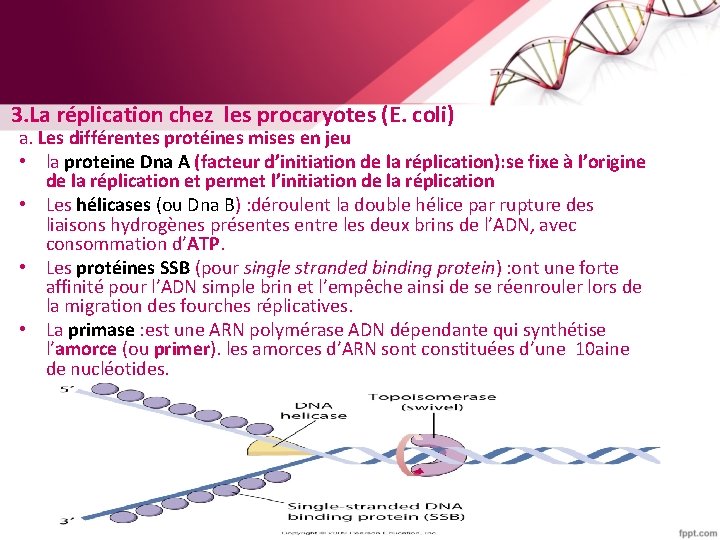 3. La réplication chez les procaryotes (E. coli) a. Les différentes protéines mises en