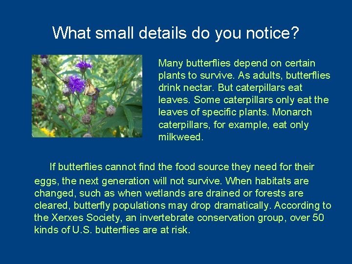 What small details do you notice? Many butterflies depend on certain plants to survive.