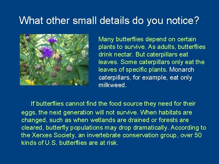 What other small details do you notice? Many butterflies depend on certain plants to