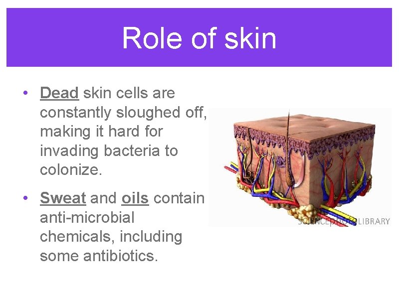 Role of skin • Dead skin cells are constantly sloughed off, making it hard