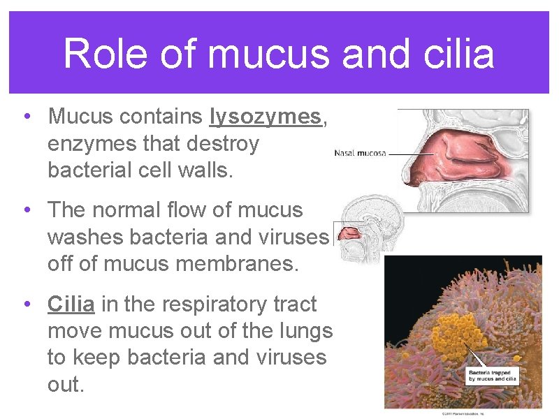 Immune System Guarding Against Disease You Wake Up
