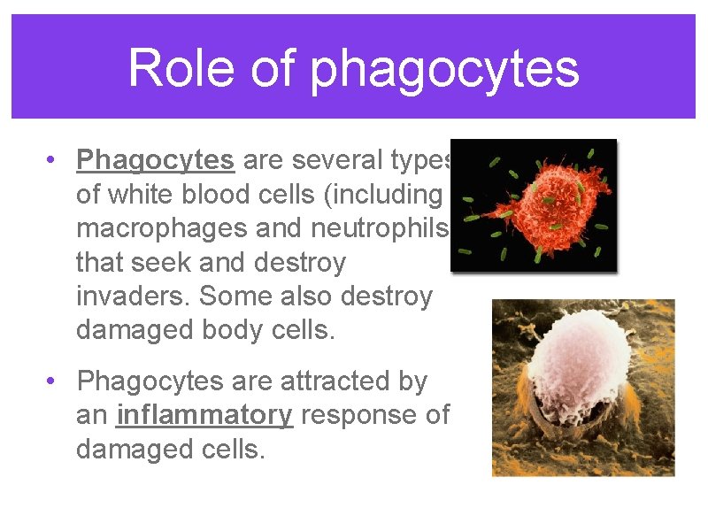 Role of phagocytes • Phagocytes are several types of white blood cells (including macrophages