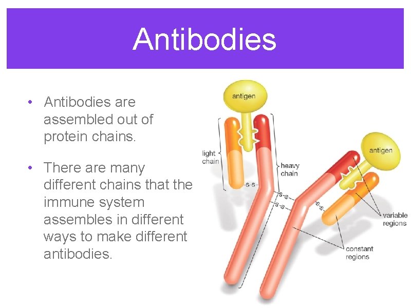 Antibodies • Antibodies are assembled out of protein chains. • There are many different