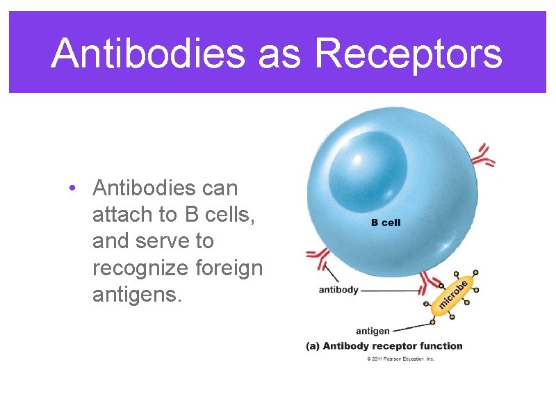 Antibodies as Receptors • Antibodies can attach to B cells, and serve to recognize