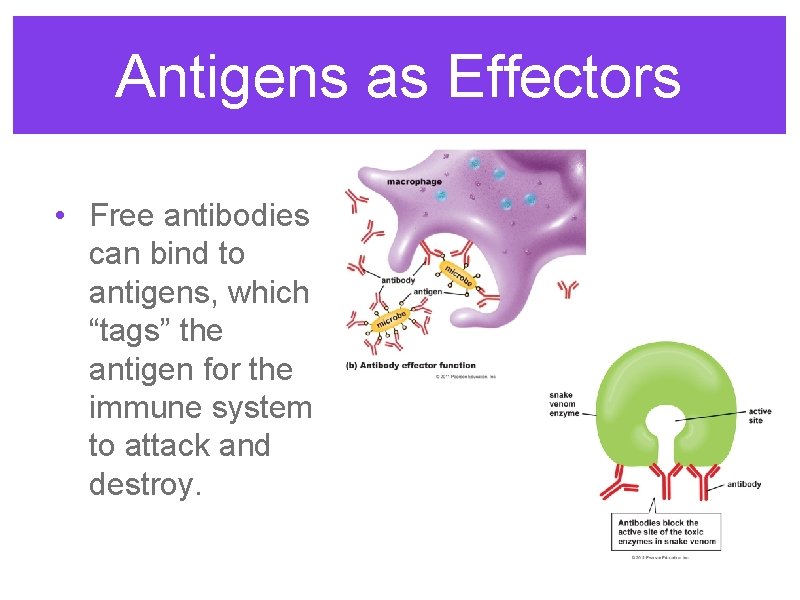 Antigens as Effectors • Free antibodies can bind to antigens, which “tags” the antigen
