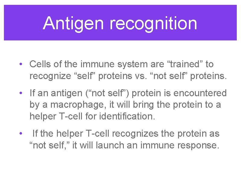 Antigen recognition • Cells of the immune system are “trained” to recognize “self” proteins