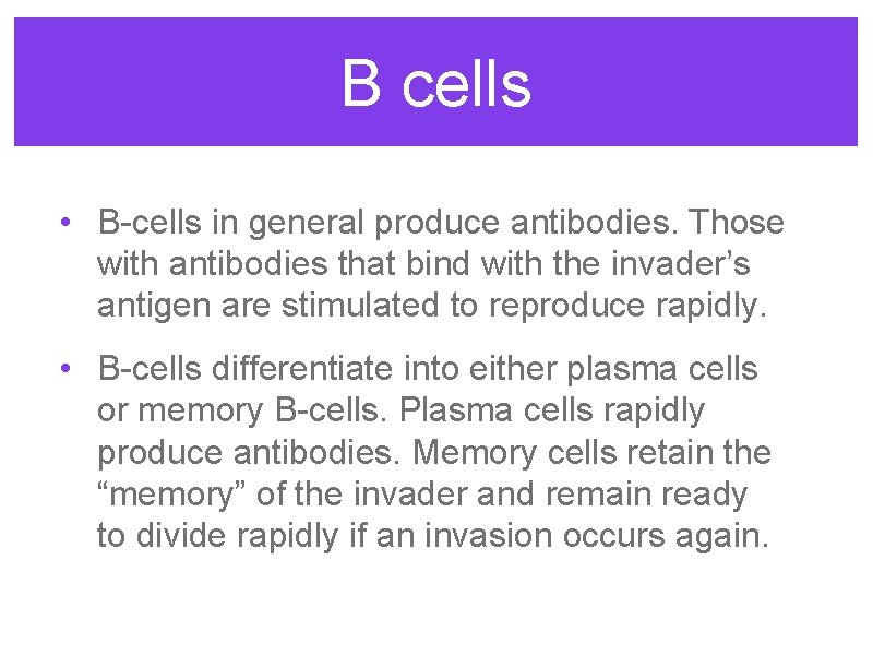 B cells • B-cells in general produce antibodies. Those with antibodies that bind with
