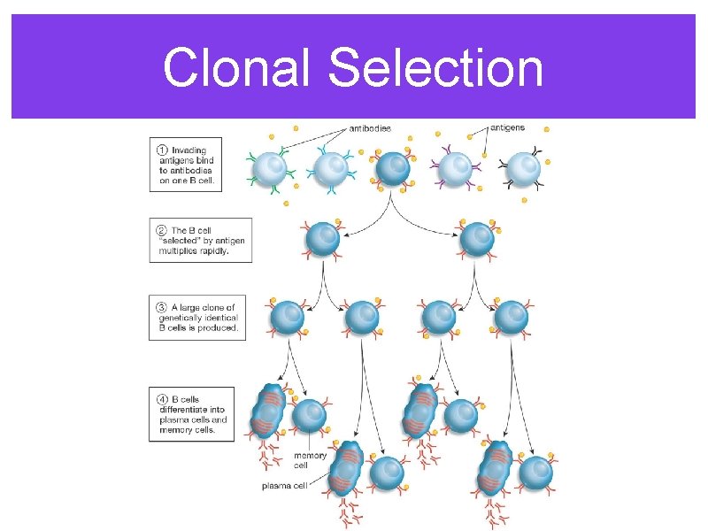 Clonal Selection 