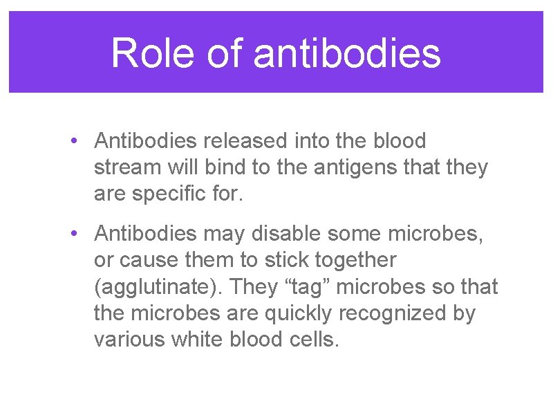 Role of antibodies • Antibodies released into the blood stream will bind to the